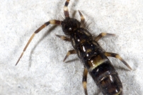 Un Collembole (Collembole - Entomobryidae - Orchesella cincta)